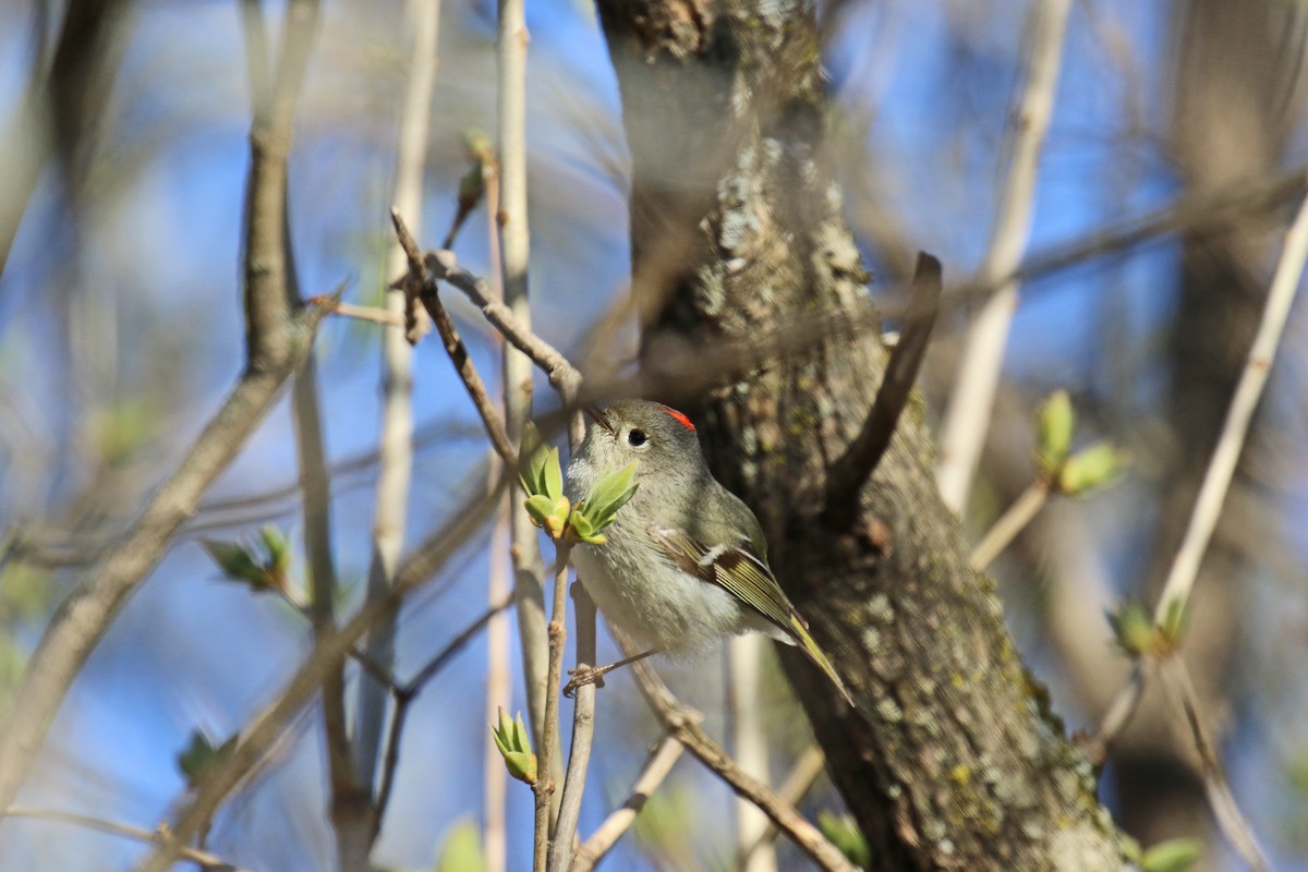 Ruby-crowned Kinglet - ML450883361