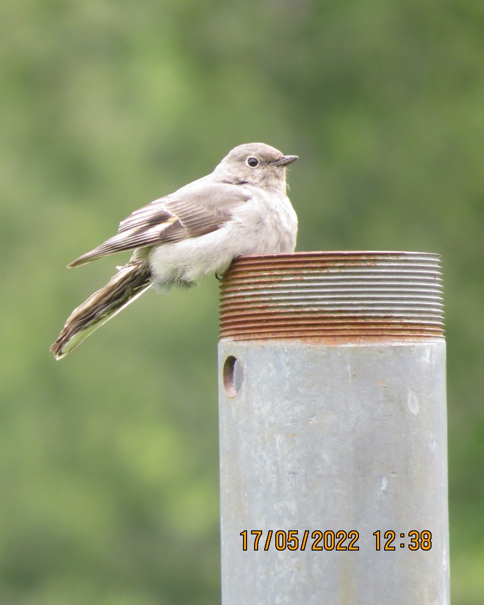 Townsend's Solitaire - ML450883751