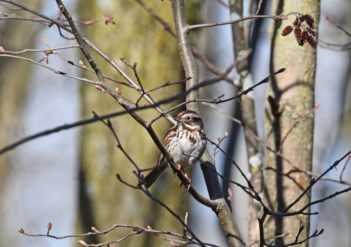 Song Sparrow - ML450883991