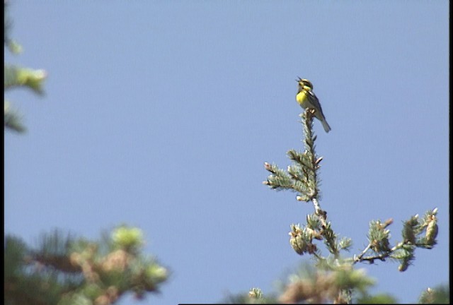 Townsend's Warbler - ML450884