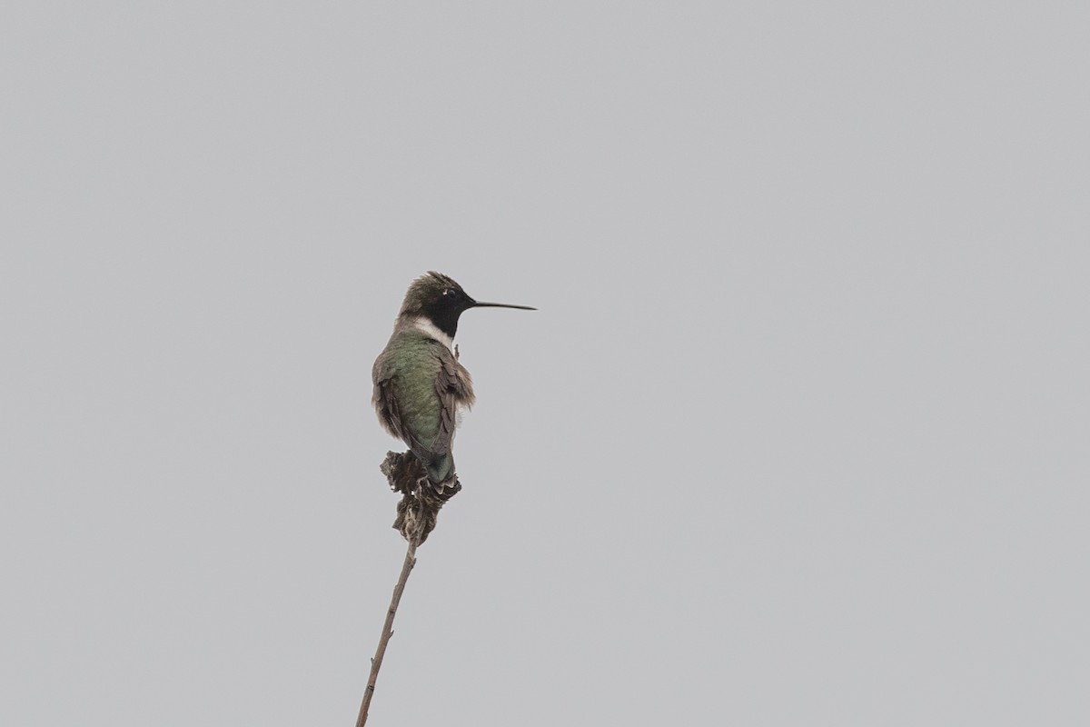 Black-chinned Hummingbird - ML450884741
