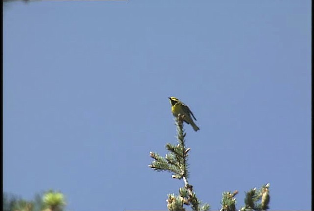 Townsend's Warbler - ML450885