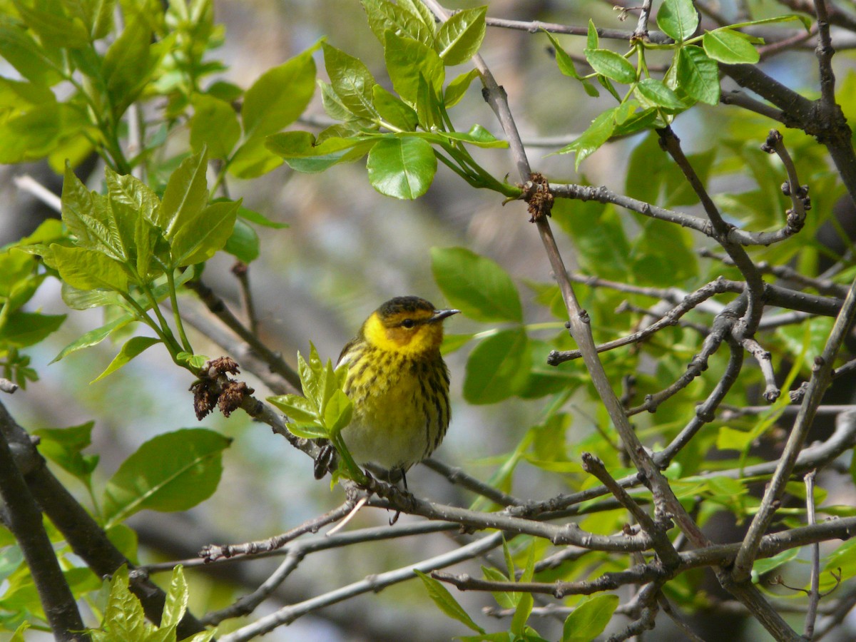 Cape May Warbler - Peder Stenslie