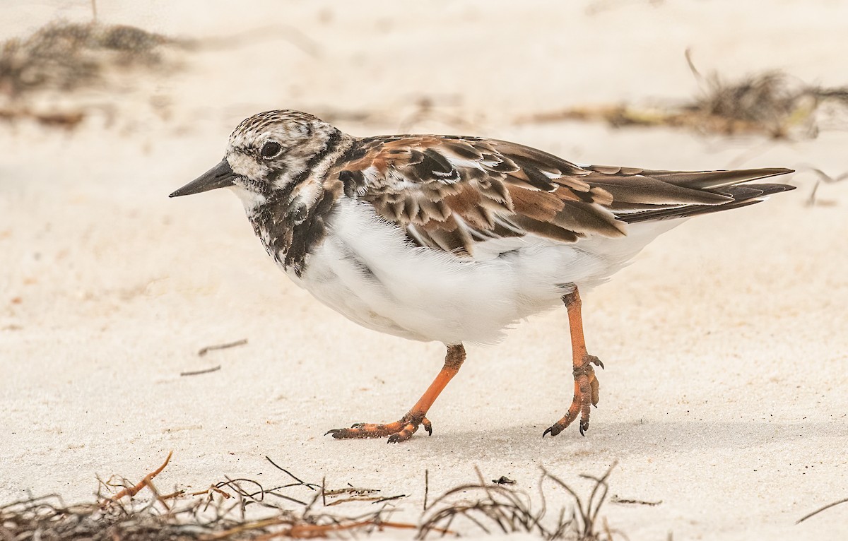 Алаг хайргач - ML450886091