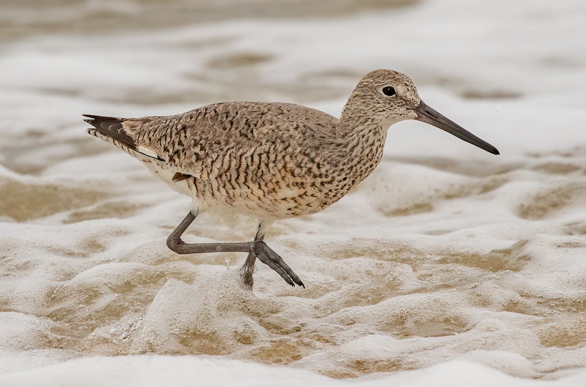 Willet - ML450889361