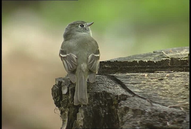 Hammond's/Dusky Flycatcher - ML450891