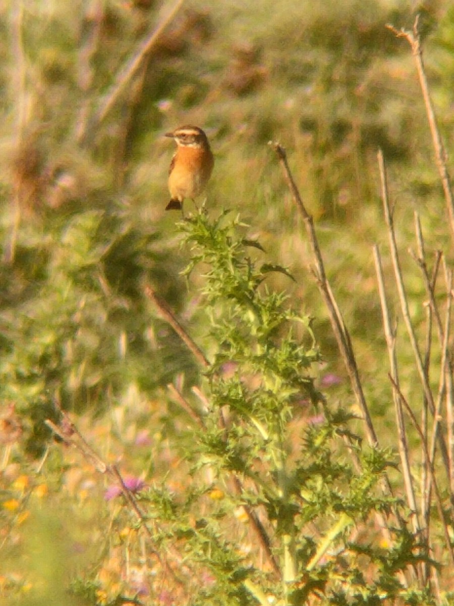 Whinchat - ML450891451