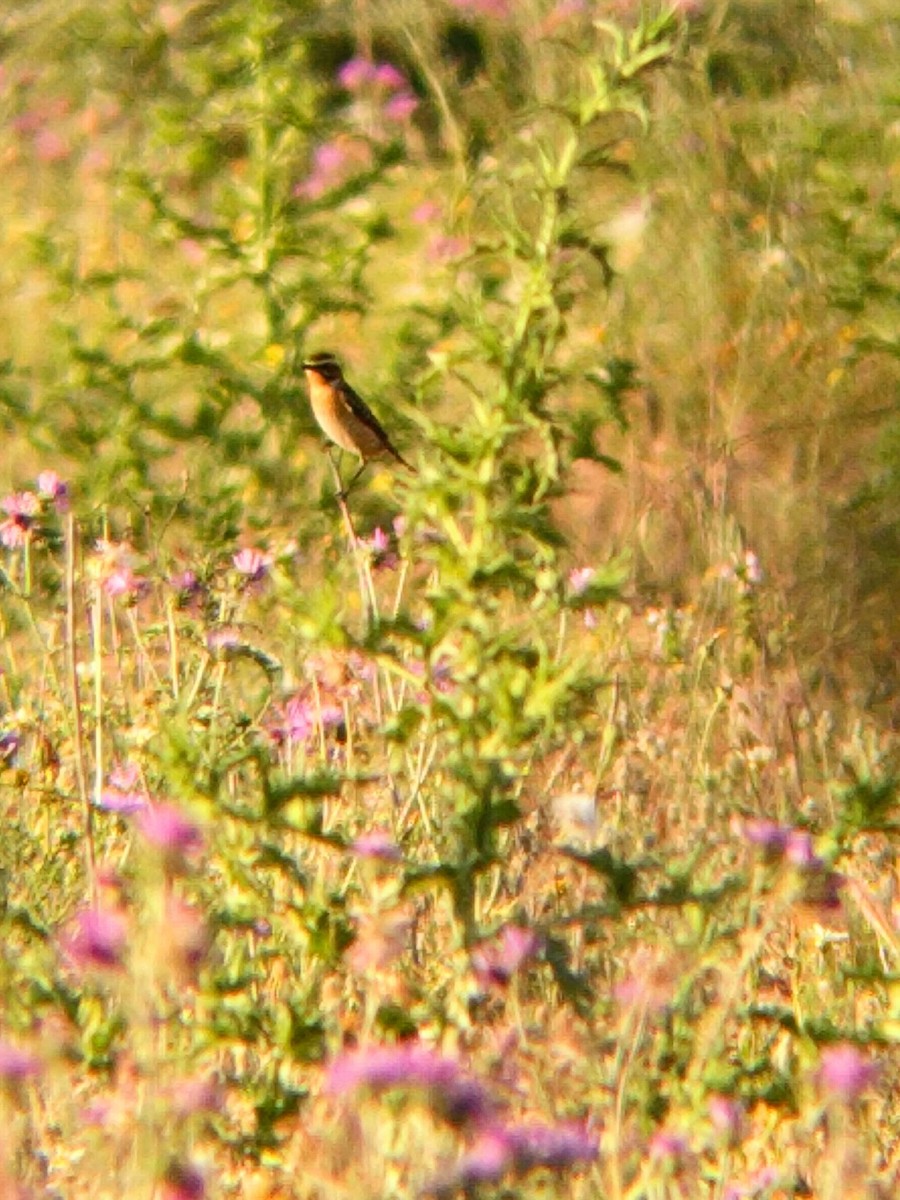 Whinchat - ML450891461