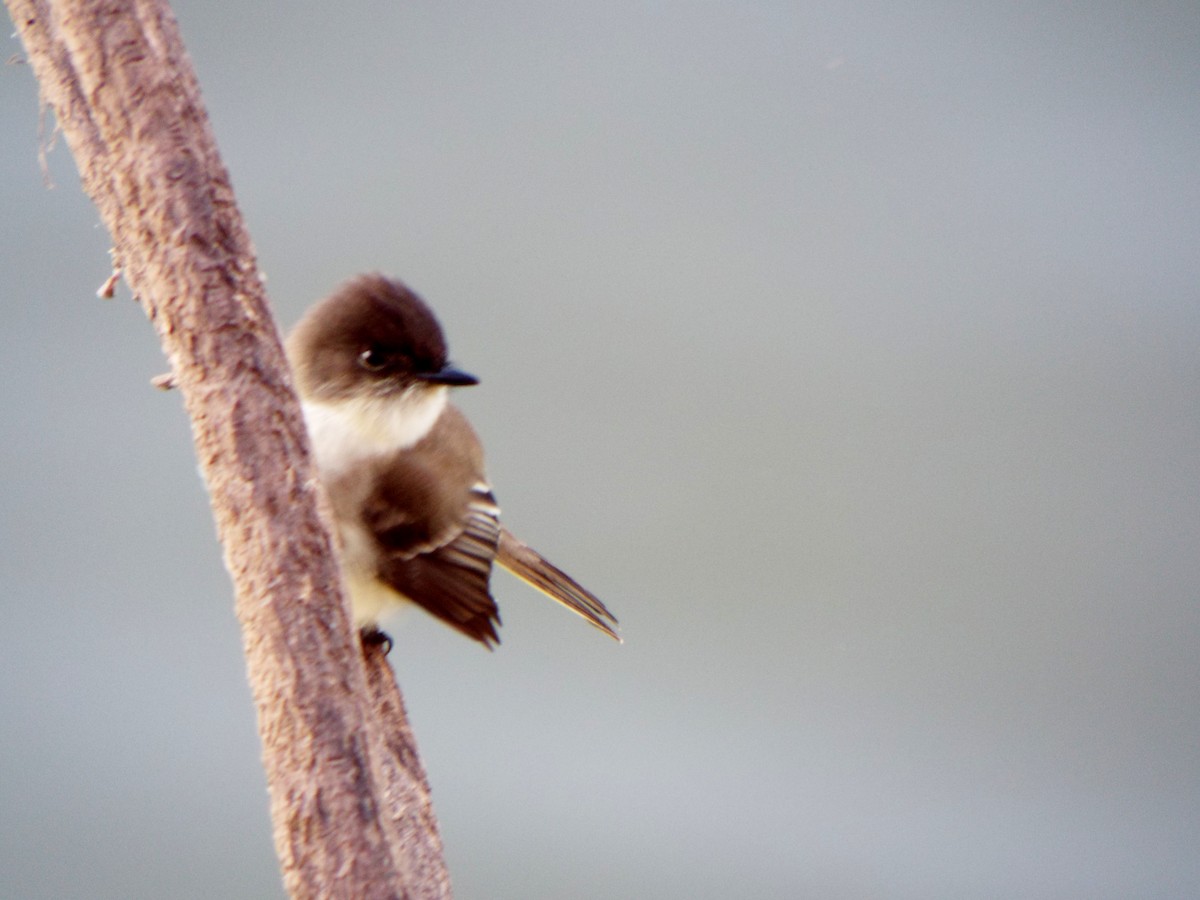 Eastern Phoebe - ML45089181