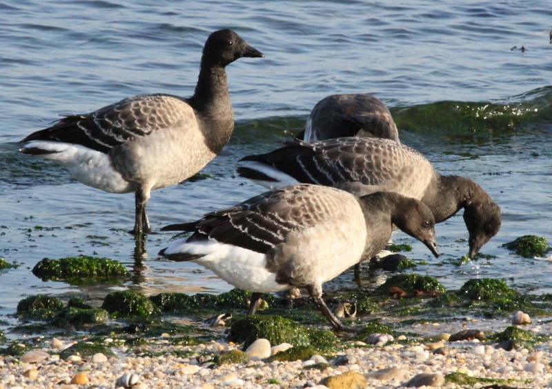 Brant - ML45089291