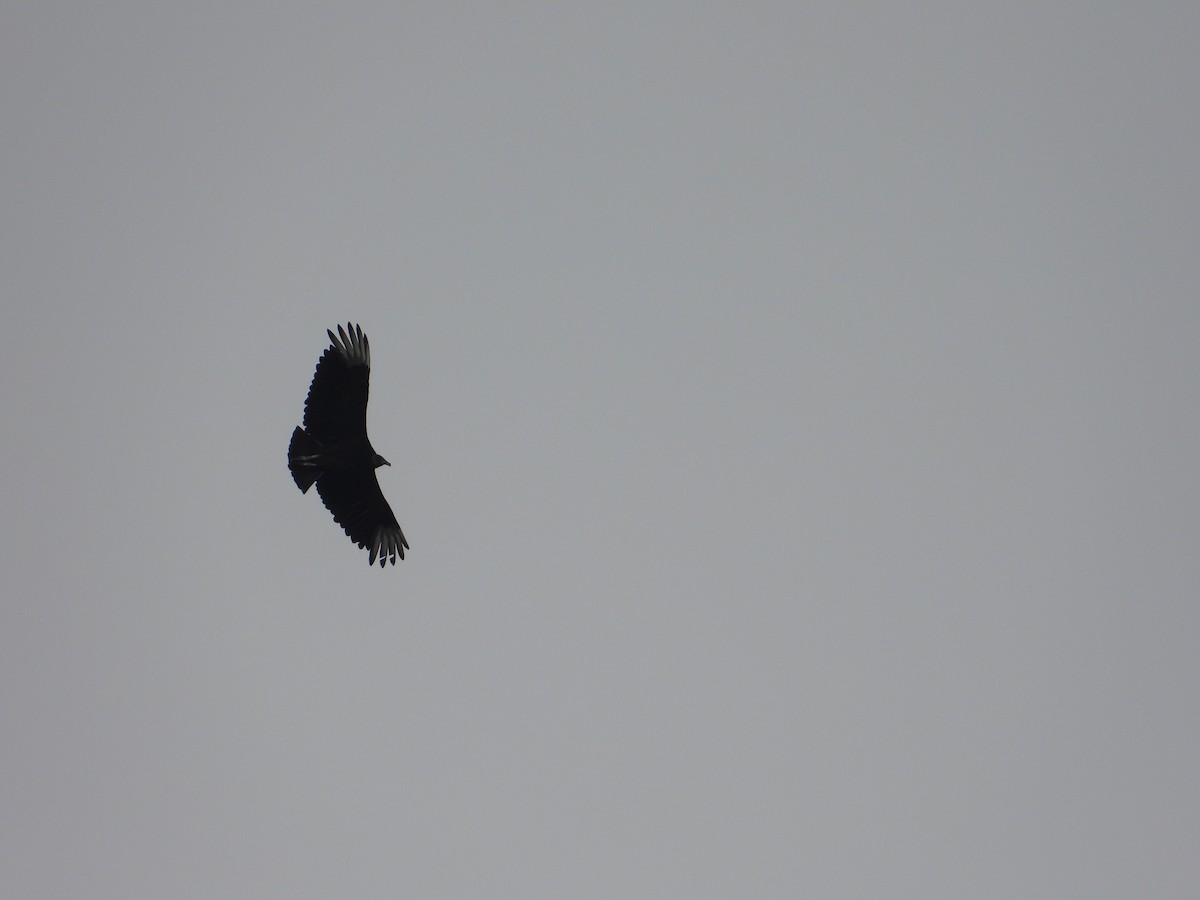 Black Vulture - ML450894521