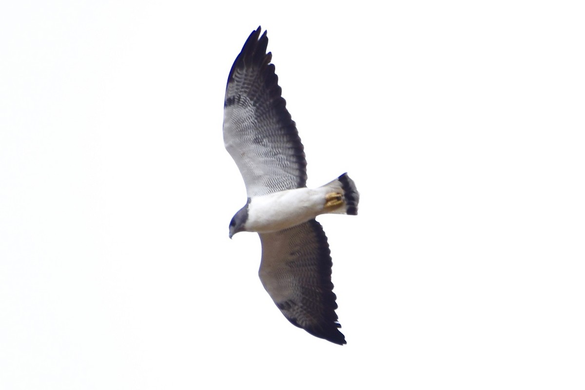 White-tailed Hawk - ML45089511