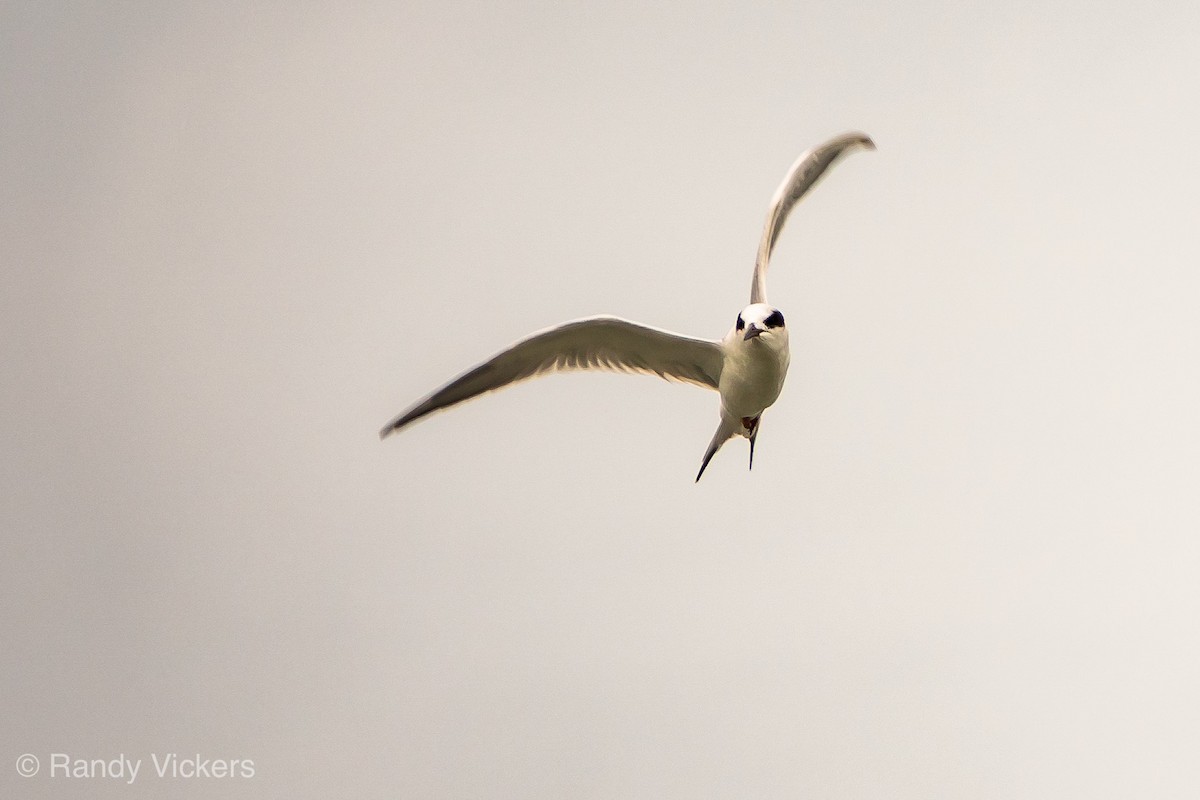 Forster's Tern - ML450896861