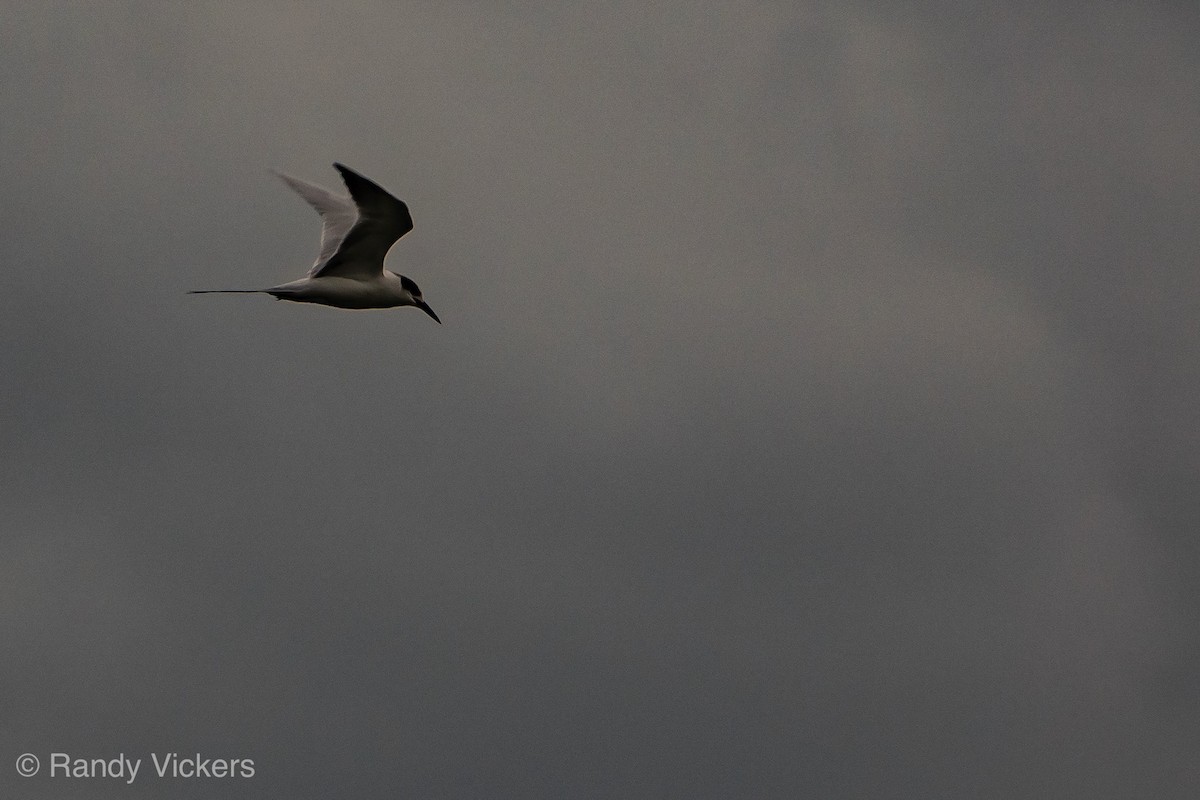 Forster's Tern - ML450896881
