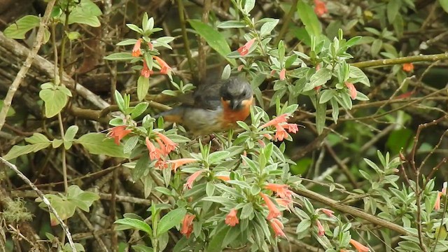 svartstrupeblomsterborer - ML450897671