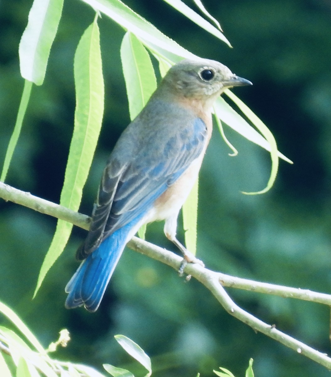 Eastern Bluebird - ML450898471