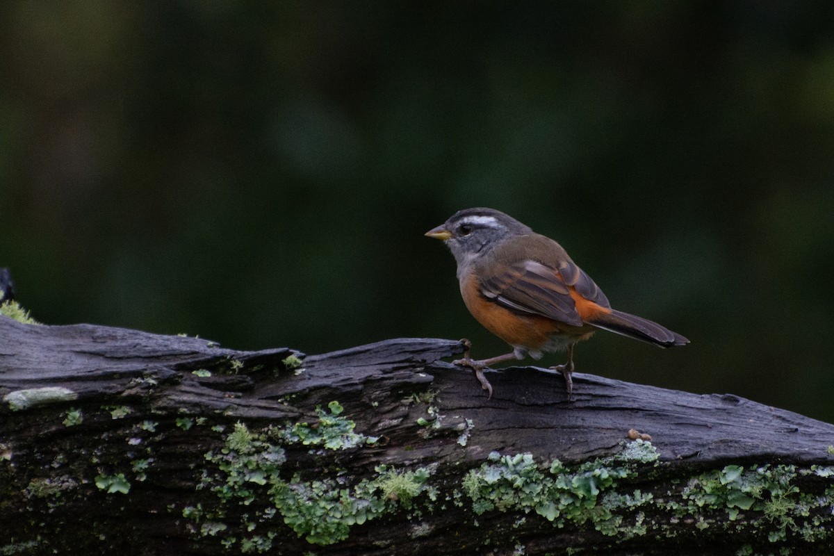 Gray-throated Warbling Finch - ML450898621