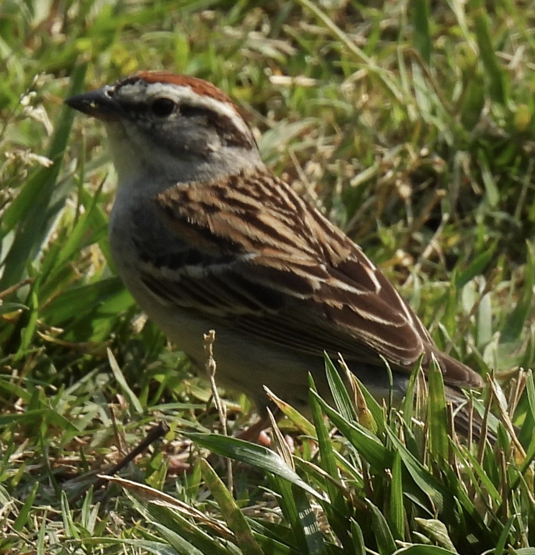 Chipping Sparrow - ML450898781