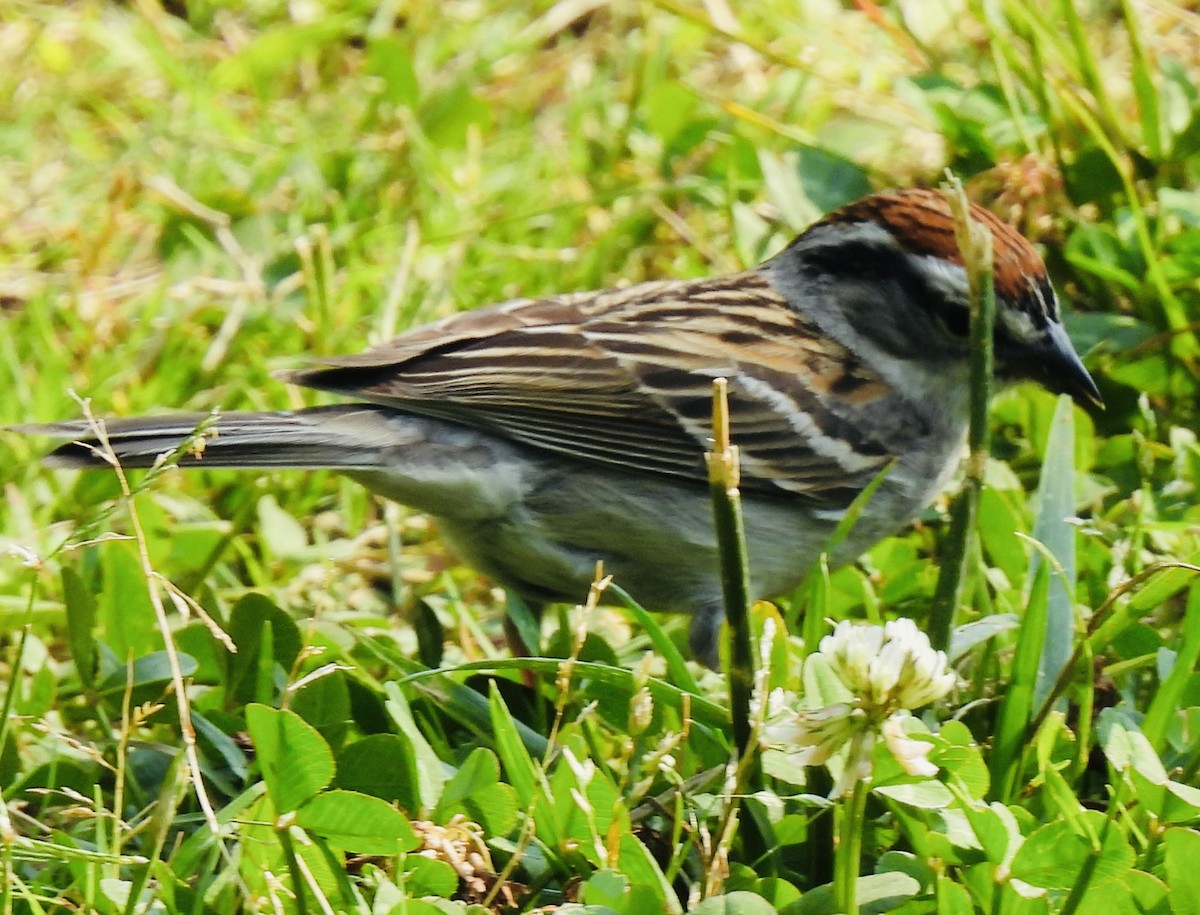 Chipping Sparrow - ML450898811