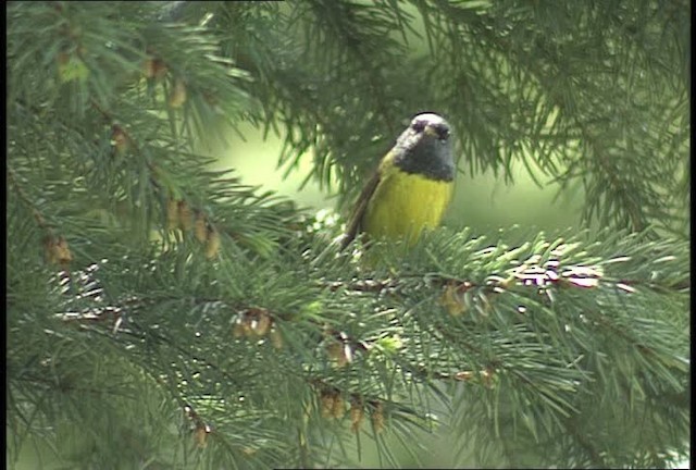 MacGillivray's Warbler - ML450899