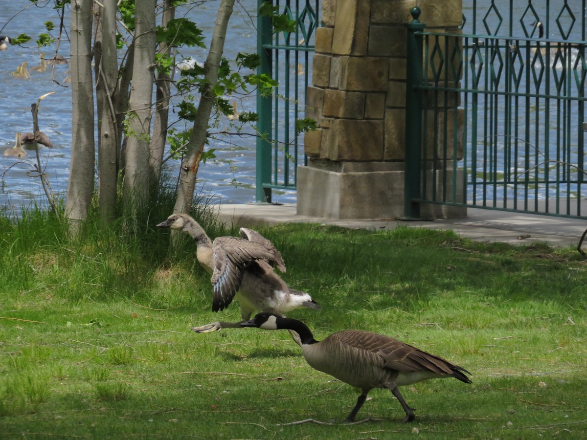 Canada Goose - ML450899201