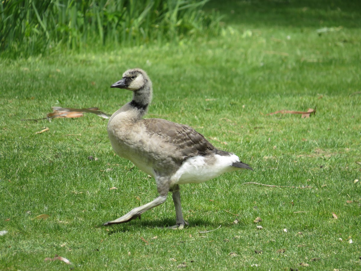 Canada Goose - ML450899231