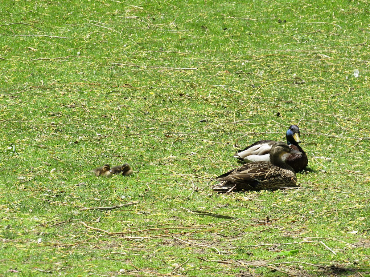 Canard colvert - ML450899321