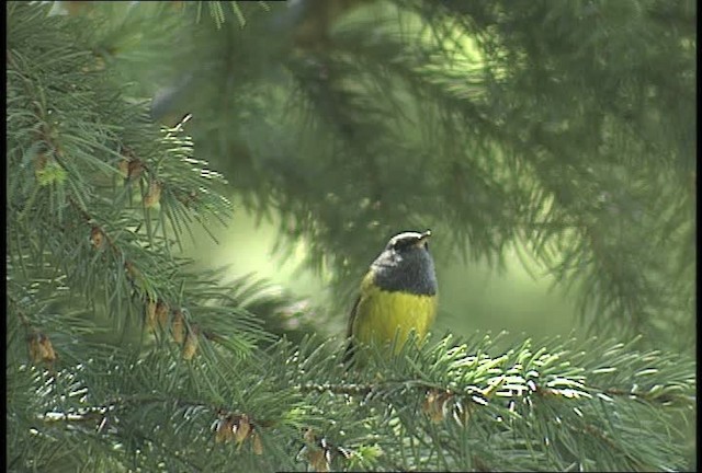 MacGillivray's Warbler - ML450900