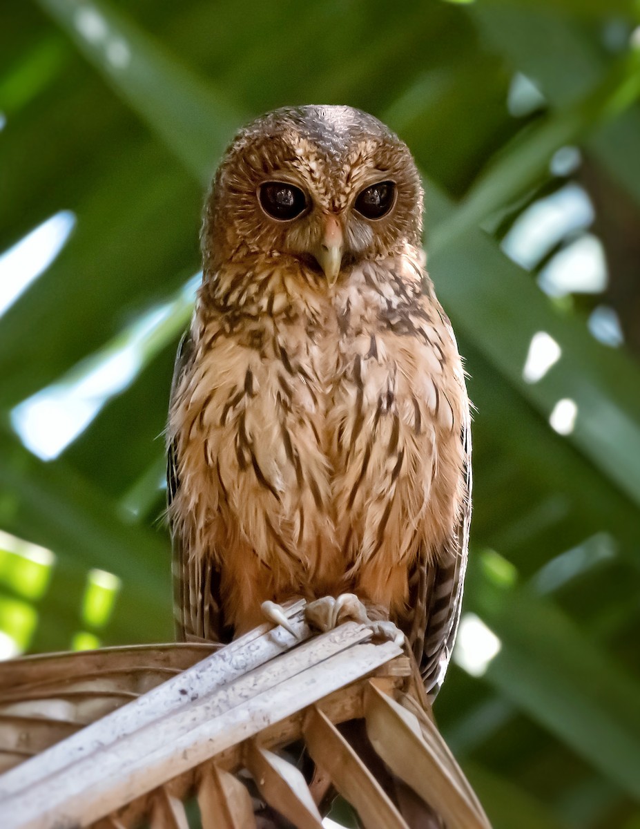 Mottled Owl - ML450900771