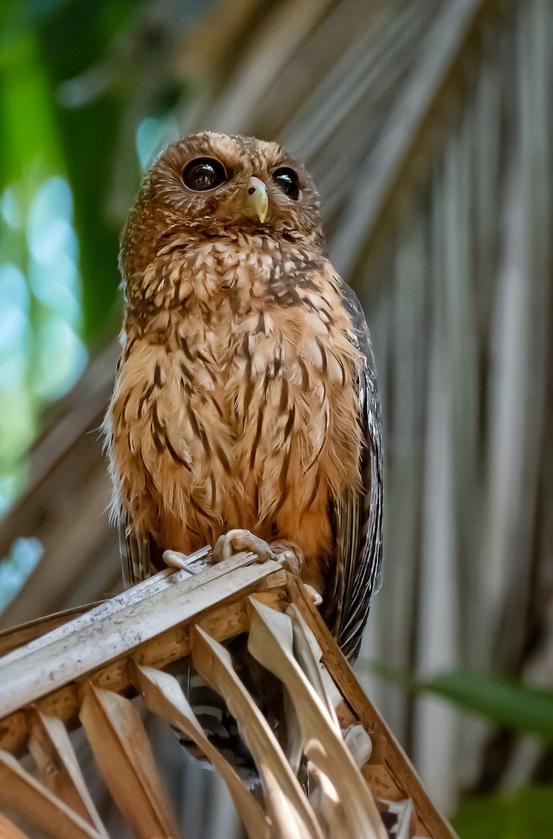 Mottled Owl - ML450900821