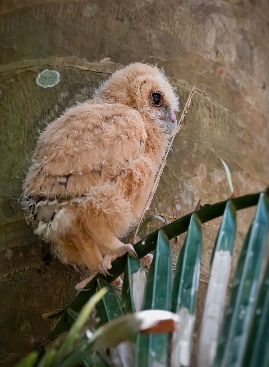 Mottled Owl - ML450900831