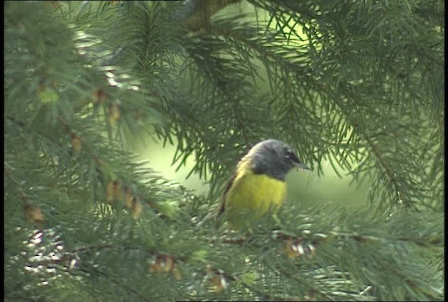 MacGillivray's Warbler - ML450901