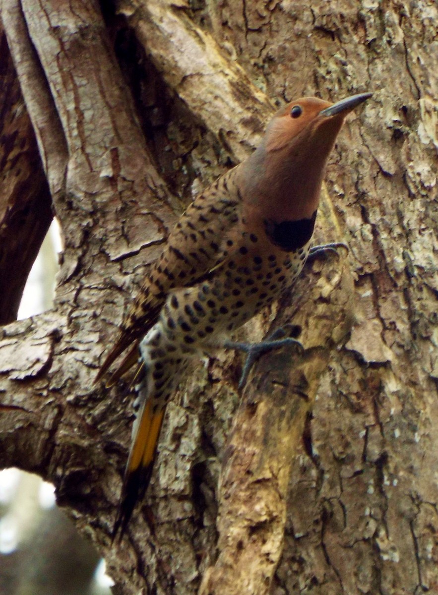 Northern Flicker - ML45090121