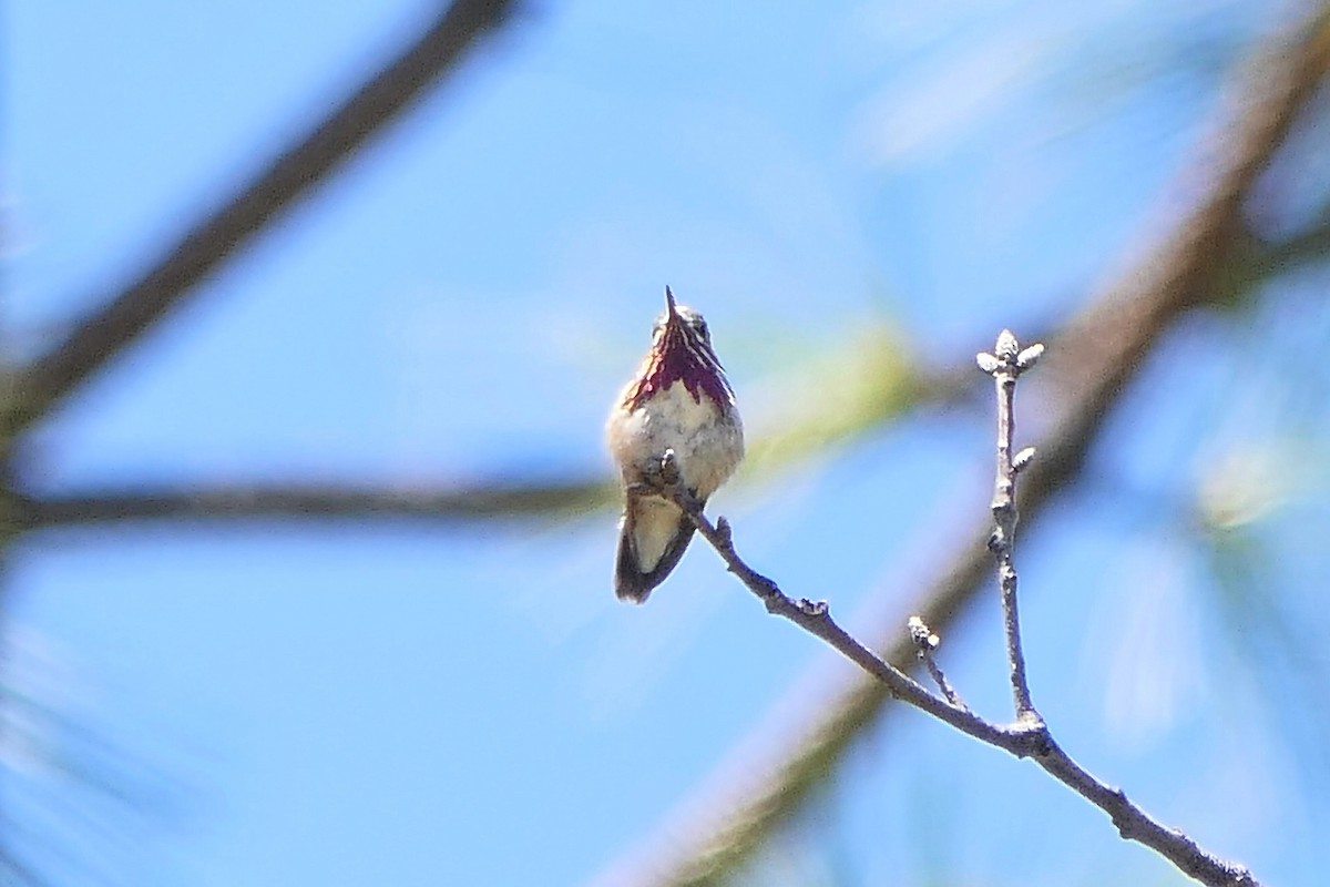 Calliope Hummingbird - ML450901891