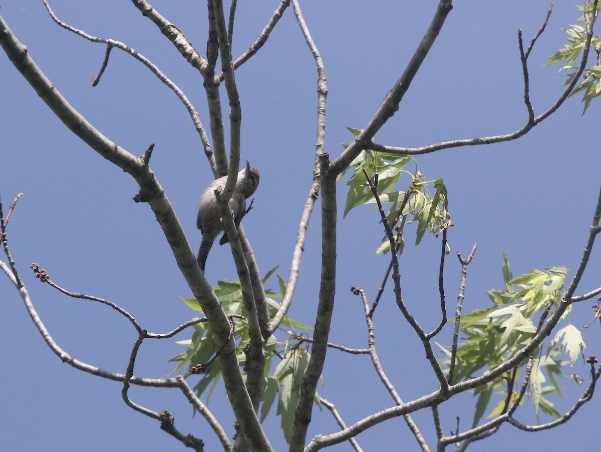 Bewick's Wren - ML450901951