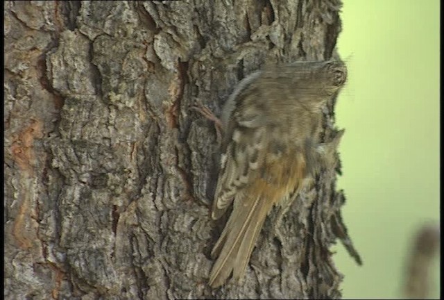 Brown Creeper - ML450902