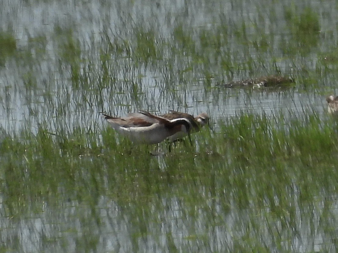 hvithalesvømmesnipe - ML450902061