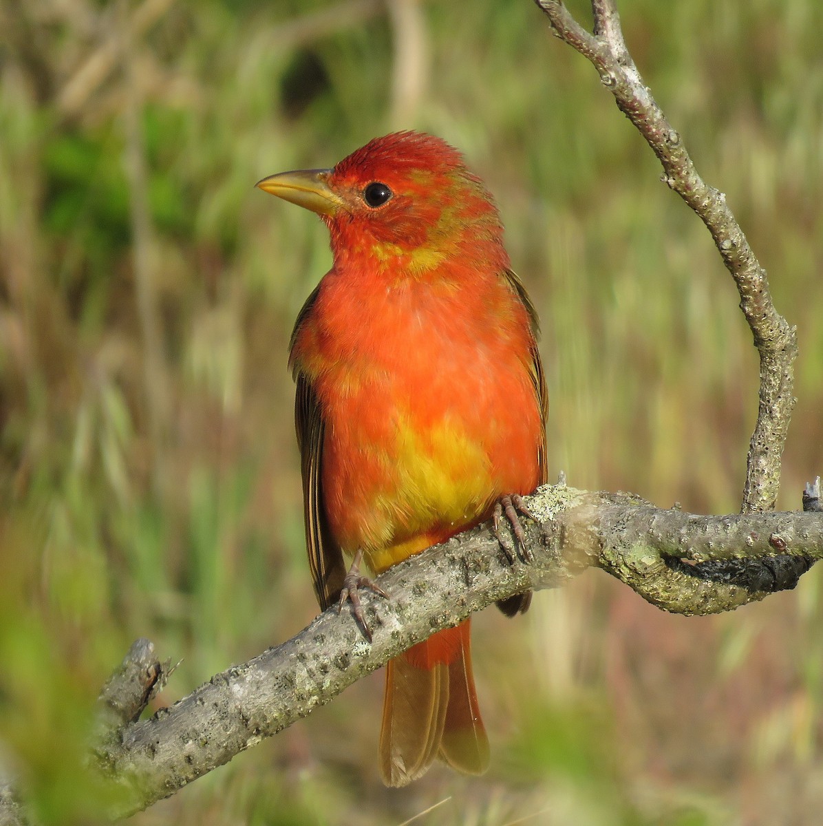 Summer Tanager - ML450904411