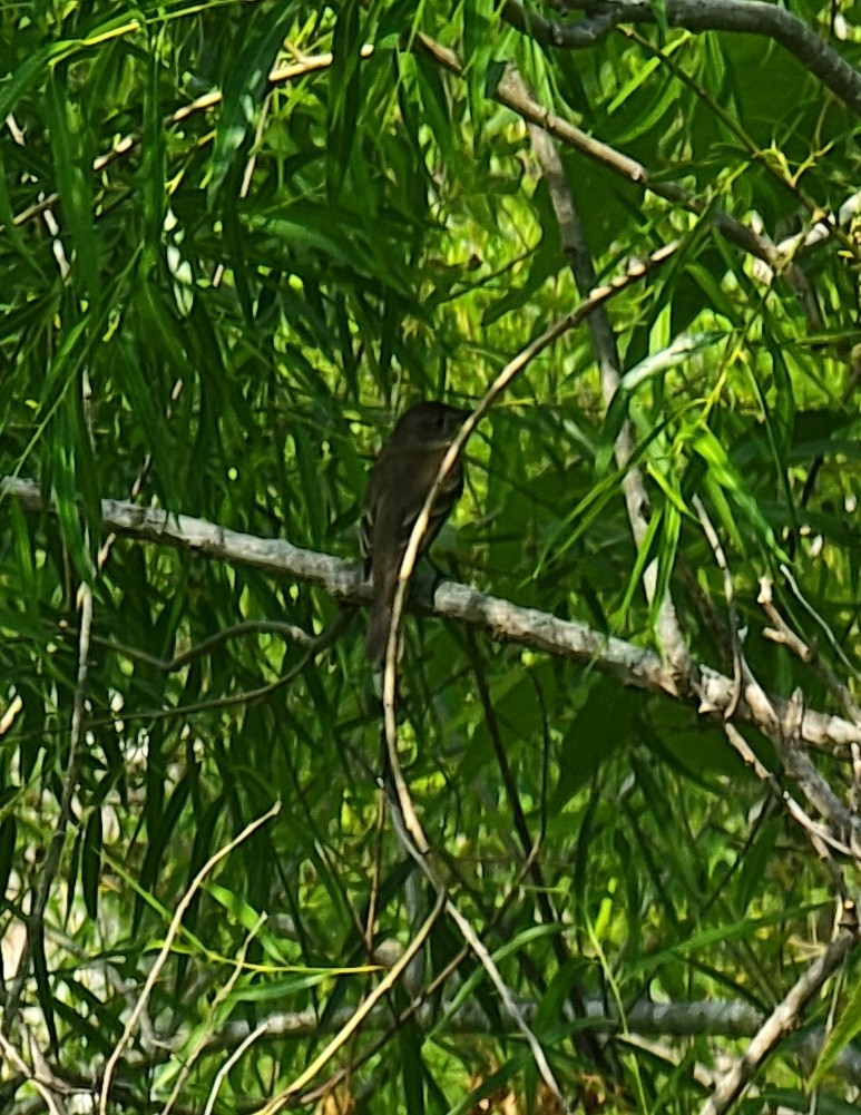 Empidonax sp. - ML450904591