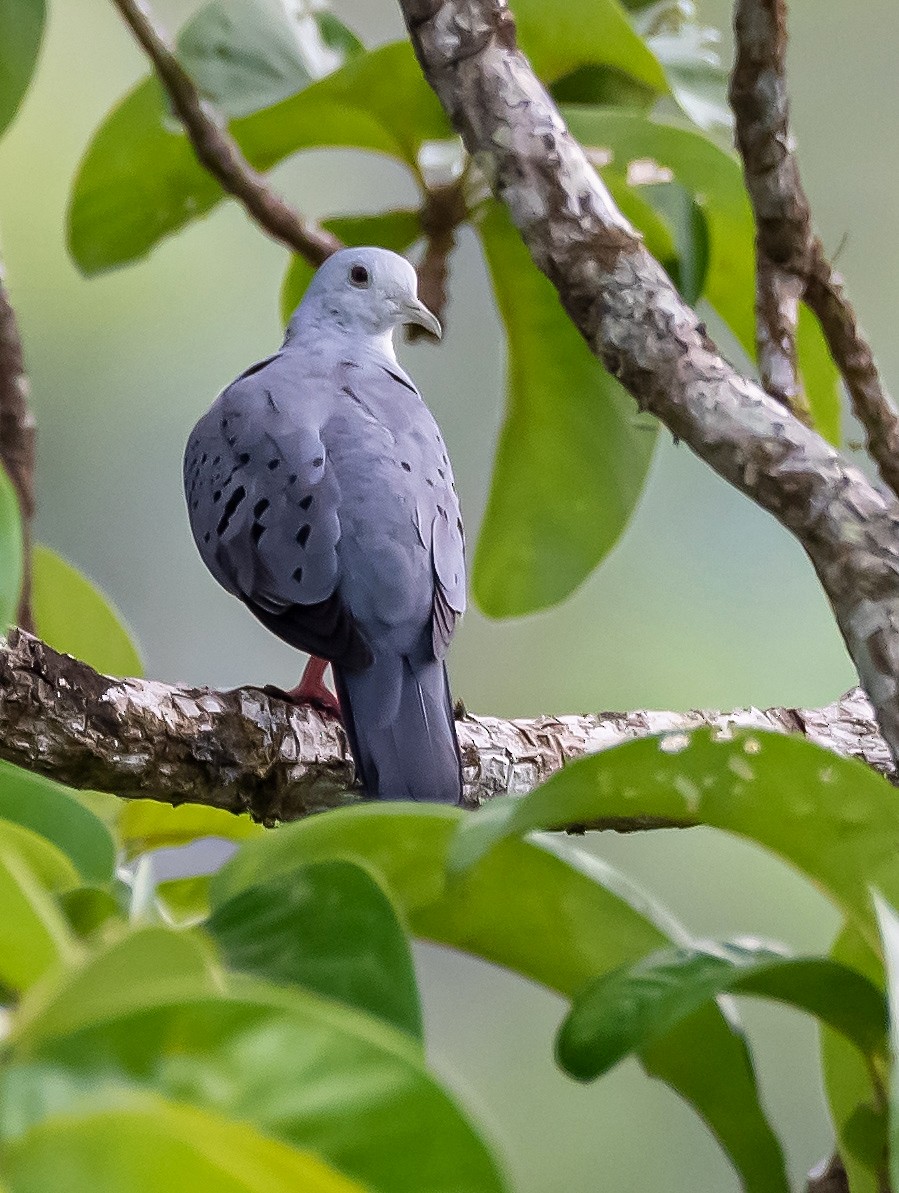 Blue Ground Dove - ML450905641