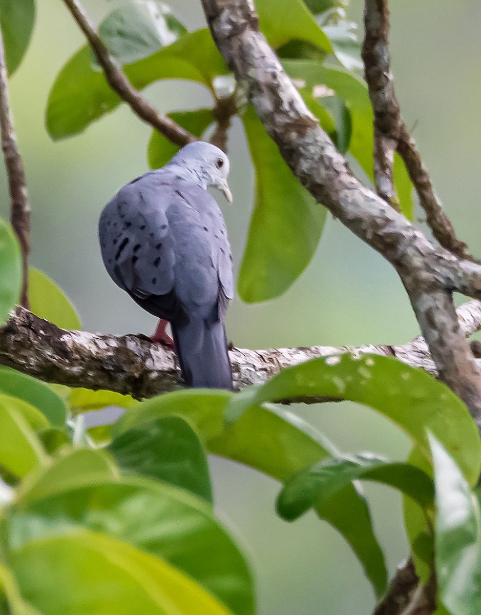 Blue Ground Dove - ML450905651