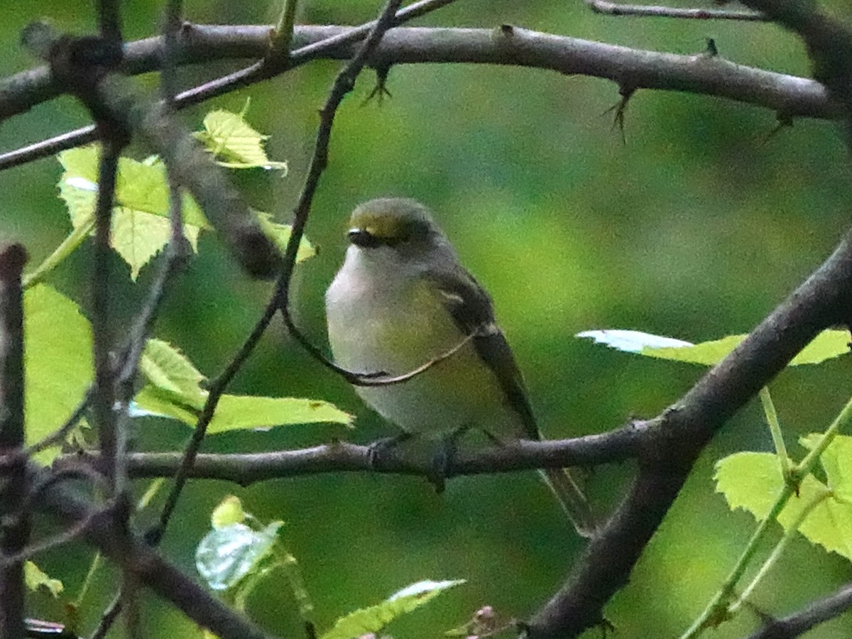 hvitøyevireo - ML450907901