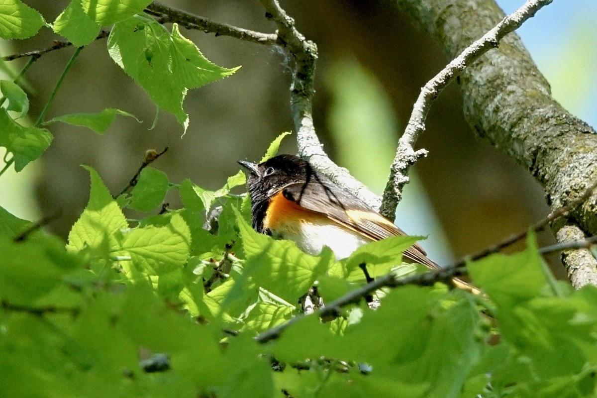 American Redstart - ML450908111