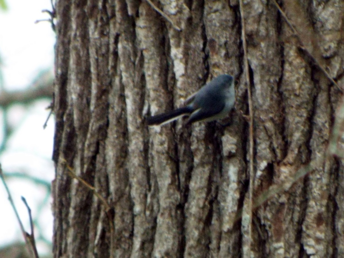 Blue-gray Gnatcatcher - ML45090901