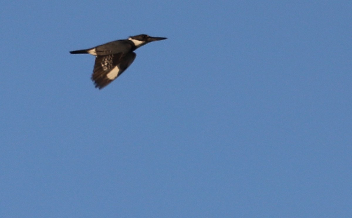 Belted Kingfisher - ML450912911