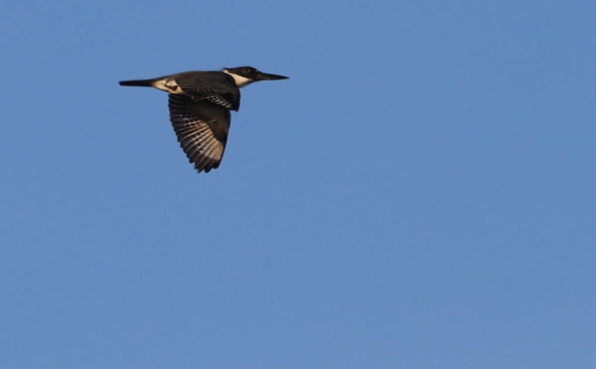 Belted Kingfisher - ML450912921