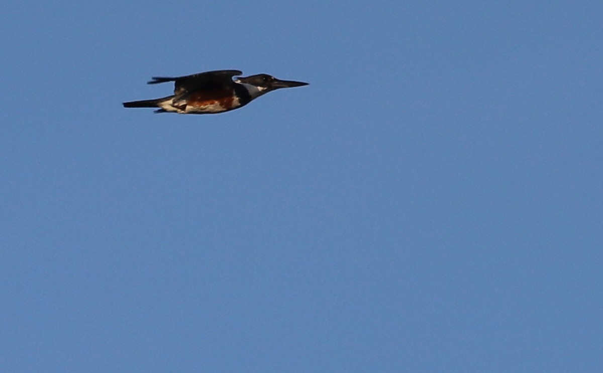 Belted Kingfisher - ML450912941