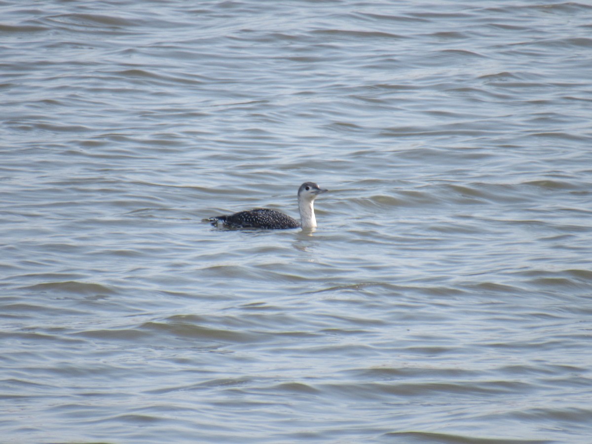 Red-throated Loon - ML450913621