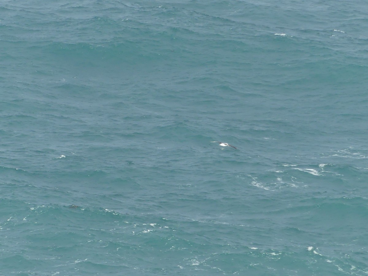 White-capped Albatross - ML450914581