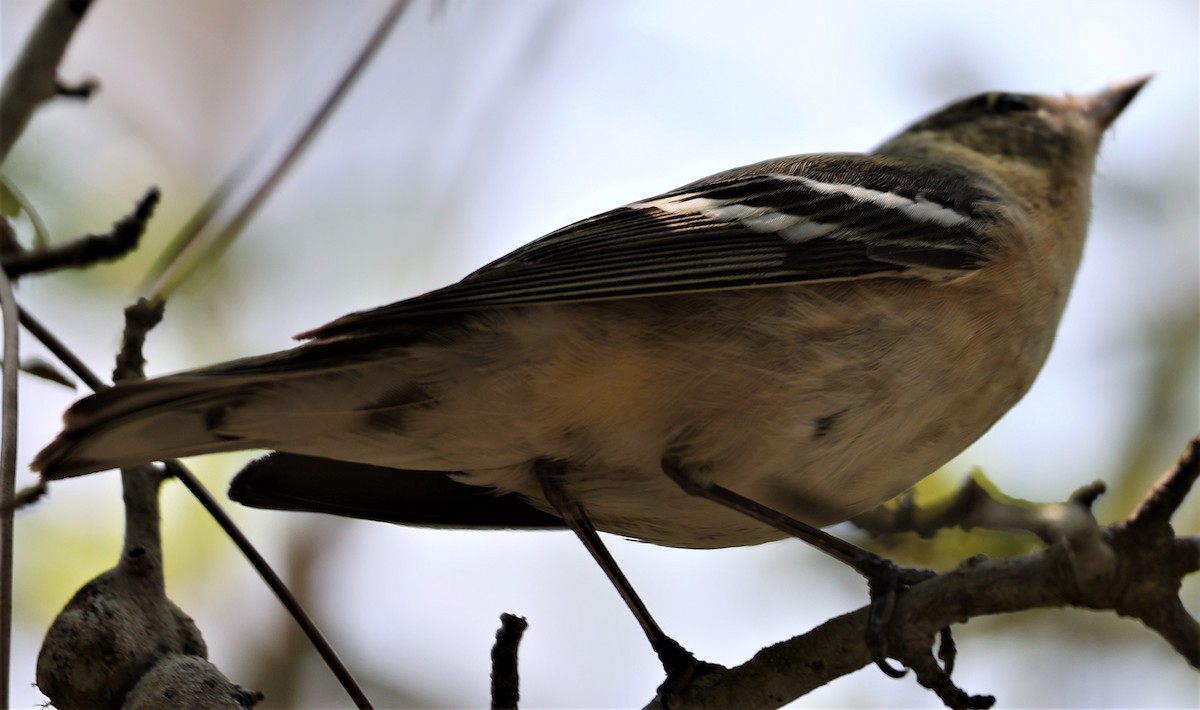 Braunkehl-Waldsänger - ML450914751